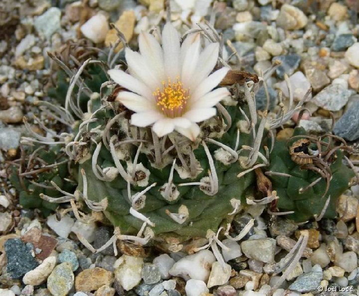 Turbinicarpus schmiedickeanus ssp. klinkerianus ©JLcoll.4419